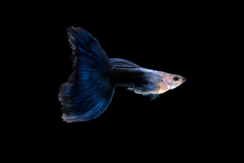 &copy; Half-Black &amp; Blue guppy, PangoVet