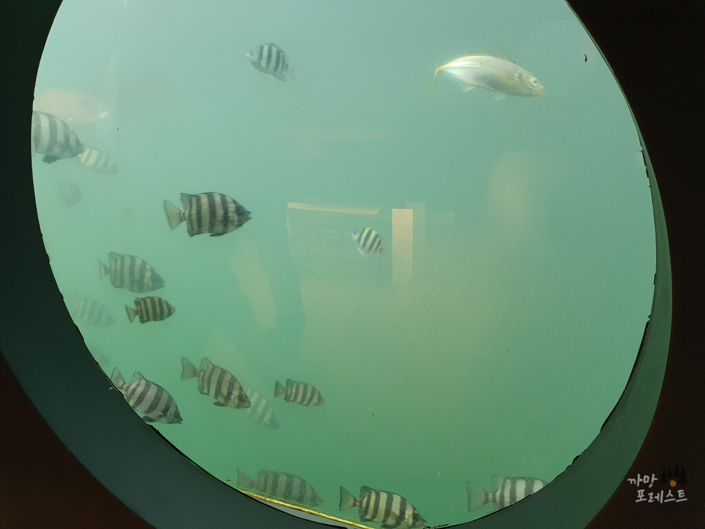 카페더씨 물고기