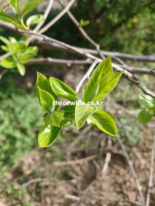 꾸지뽕 효능 자궁 건강 따뜻한 성질
