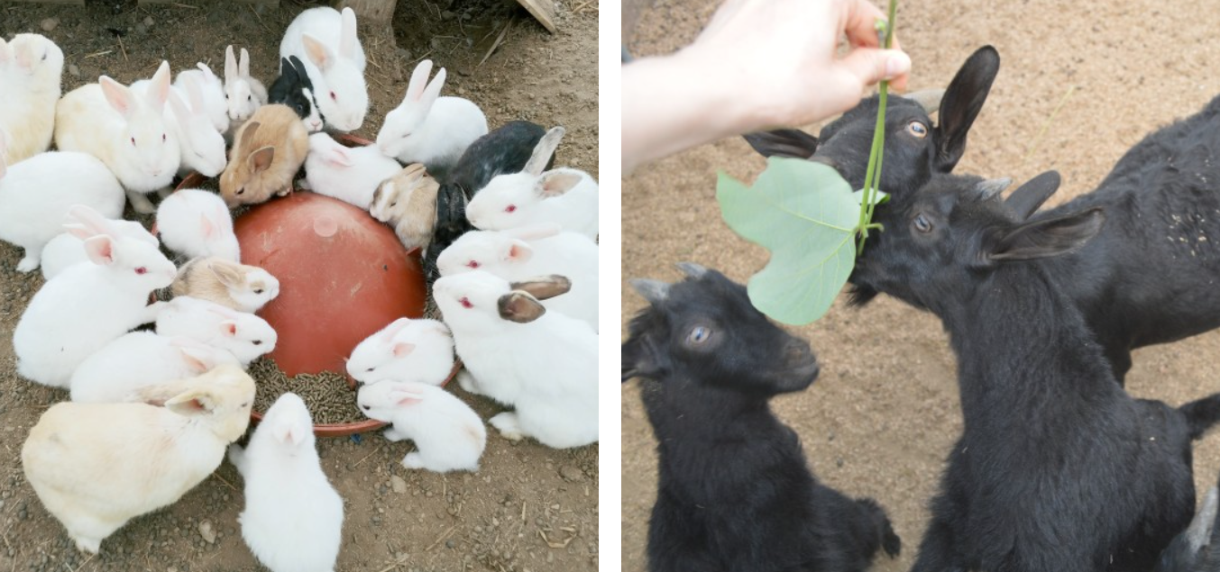 동물먹이주기체험