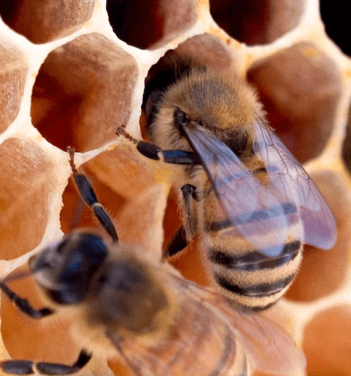 프로폴리스 고르는 법 - 구강 내 항균 기능성