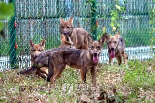 대전 오월드 늑대 늑구 탈출 원인 암컷 드론 생포