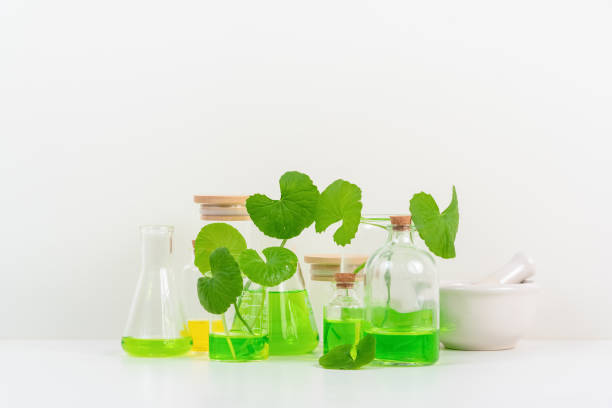 병풀추출물 효능1