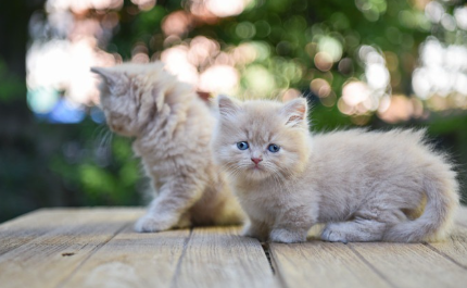 먼치칸의 새끼 고양이.