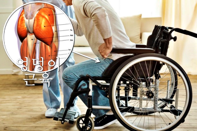 엉덩이 근육량 늘리는 방법, 근육 부자, 근감소증 좋은 음식 운동, 건강 팁줌 매일꿀정보