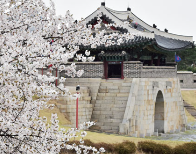 수원화성 벚꽃