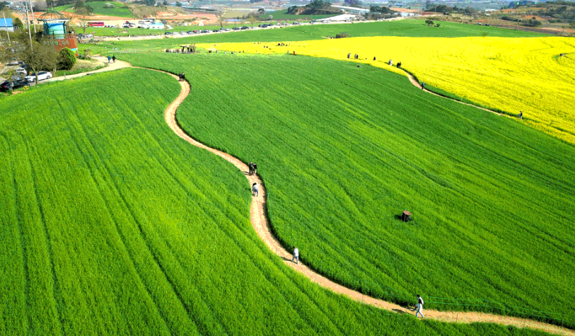 고창청보리밭사진2