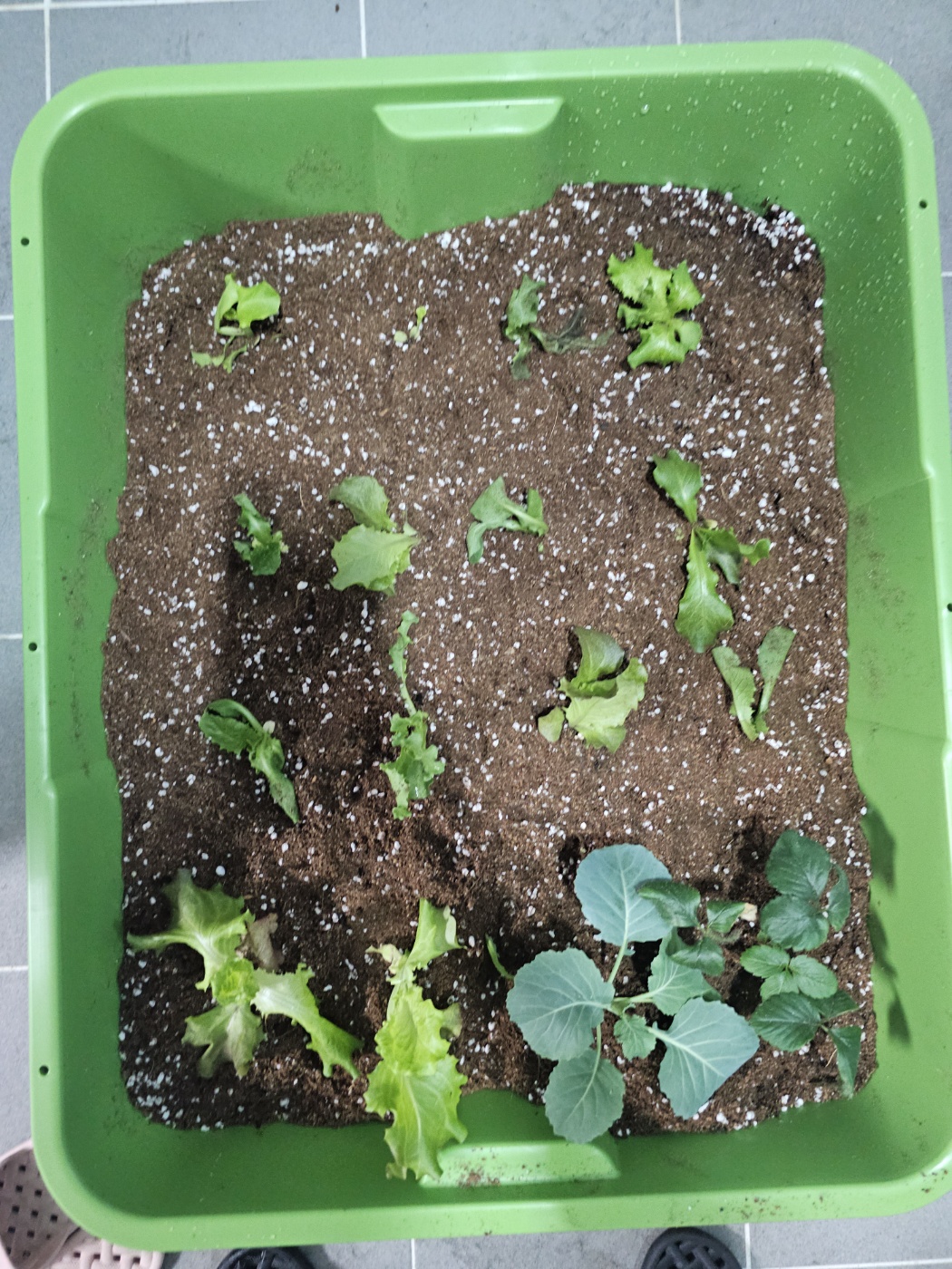 2025년 오산시 도시농업 힐링그린텃밭 - 지원부터 수령까지