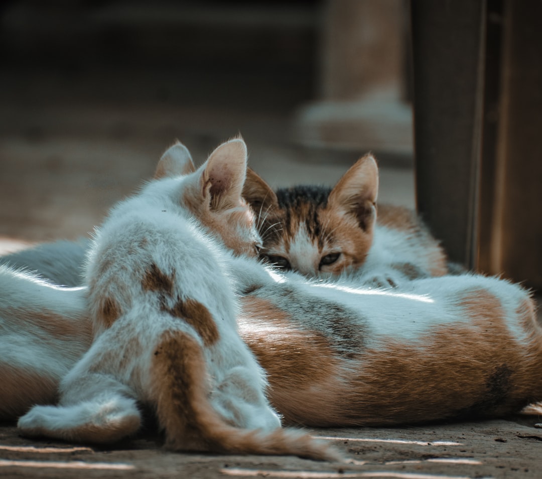 Companionship