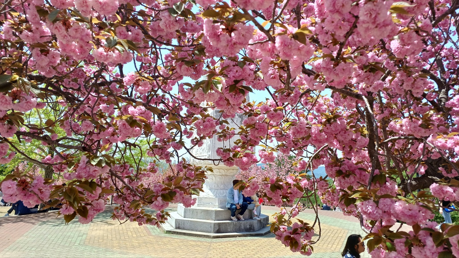 불국사 겹벚꽃12