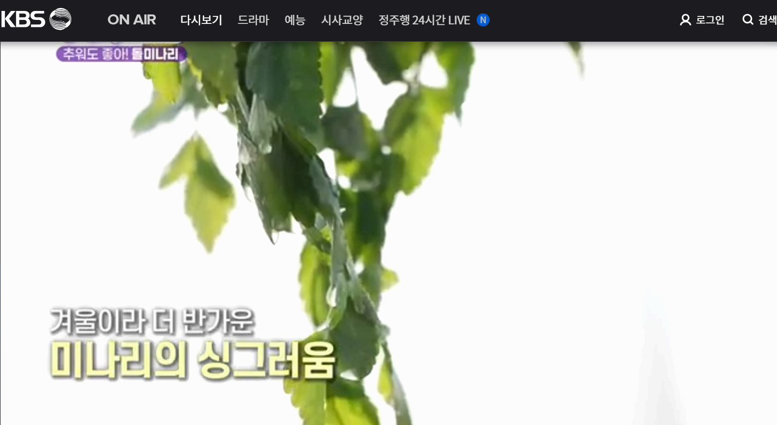12월 24일 방송된 [ 돌미나리 - 전남 나주 ] 관련 정보입니다 