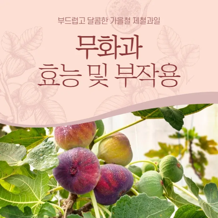 무화과 효능 칼로리 먹는 방법 수확시기 보관법_3