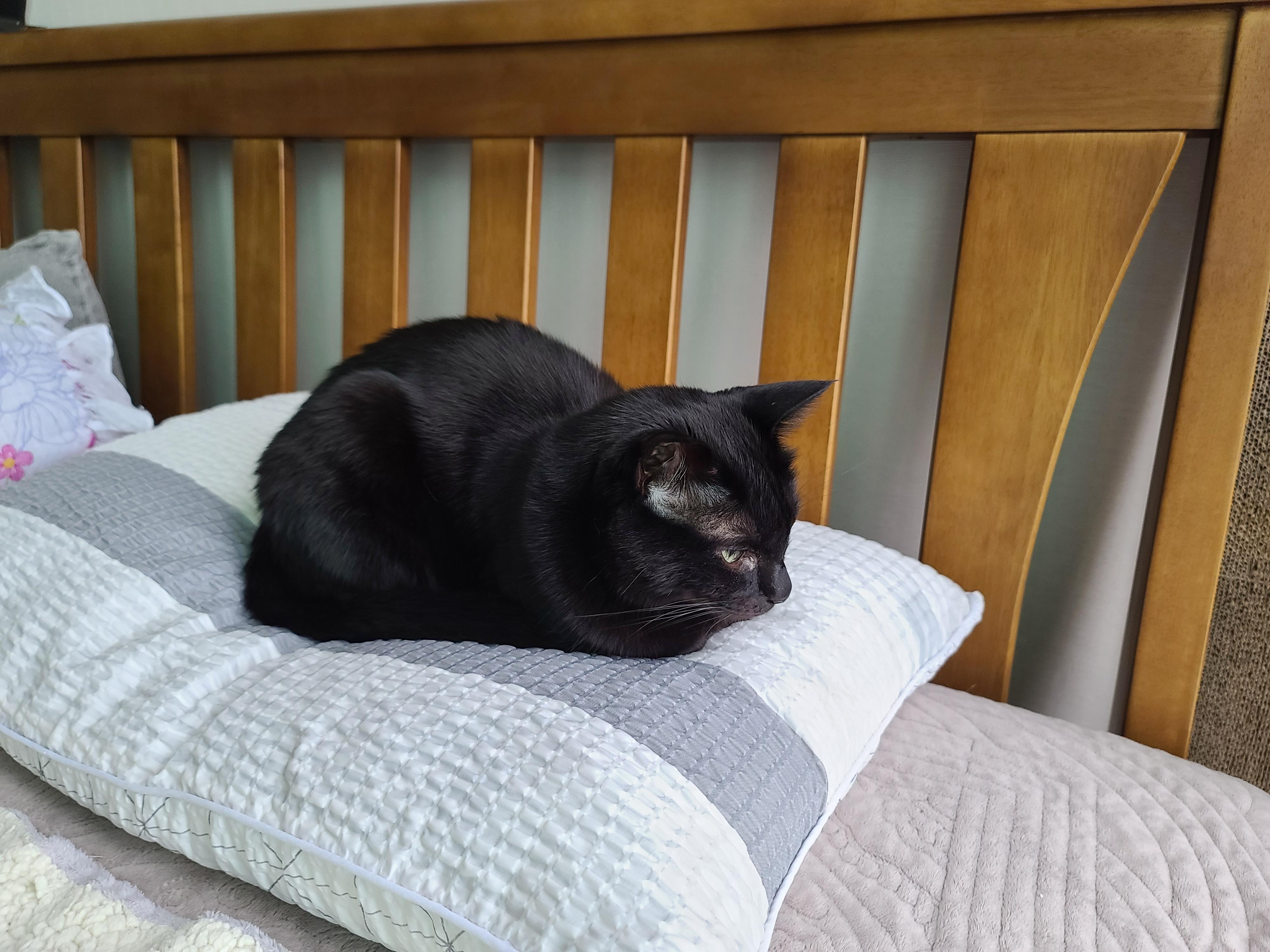 비오는 일요일 아침의 아홉냥이들.