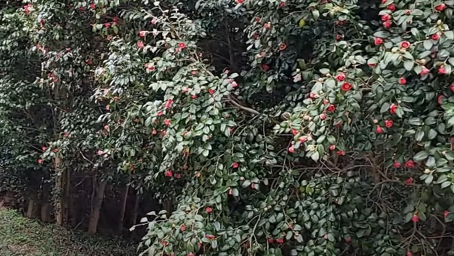 3월 4월 봄꽃 여행지 추천 - 다산초당~백련사 간 숲길(천연기념물 제 151호)