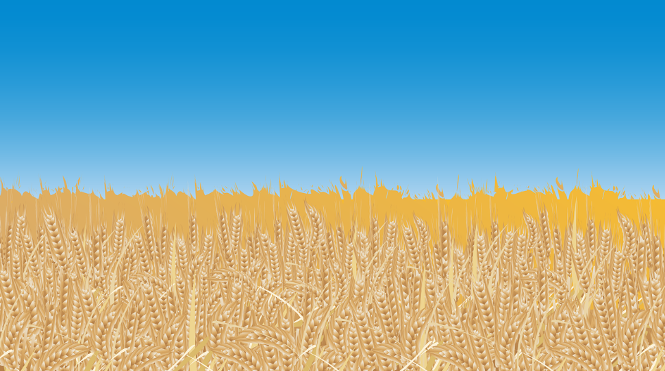 통밀의 주요 효능 혈당 조절