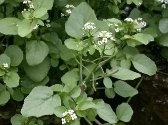 물냉이 재배 수경 재배 물 갈이 그늘 자리 잡기_6