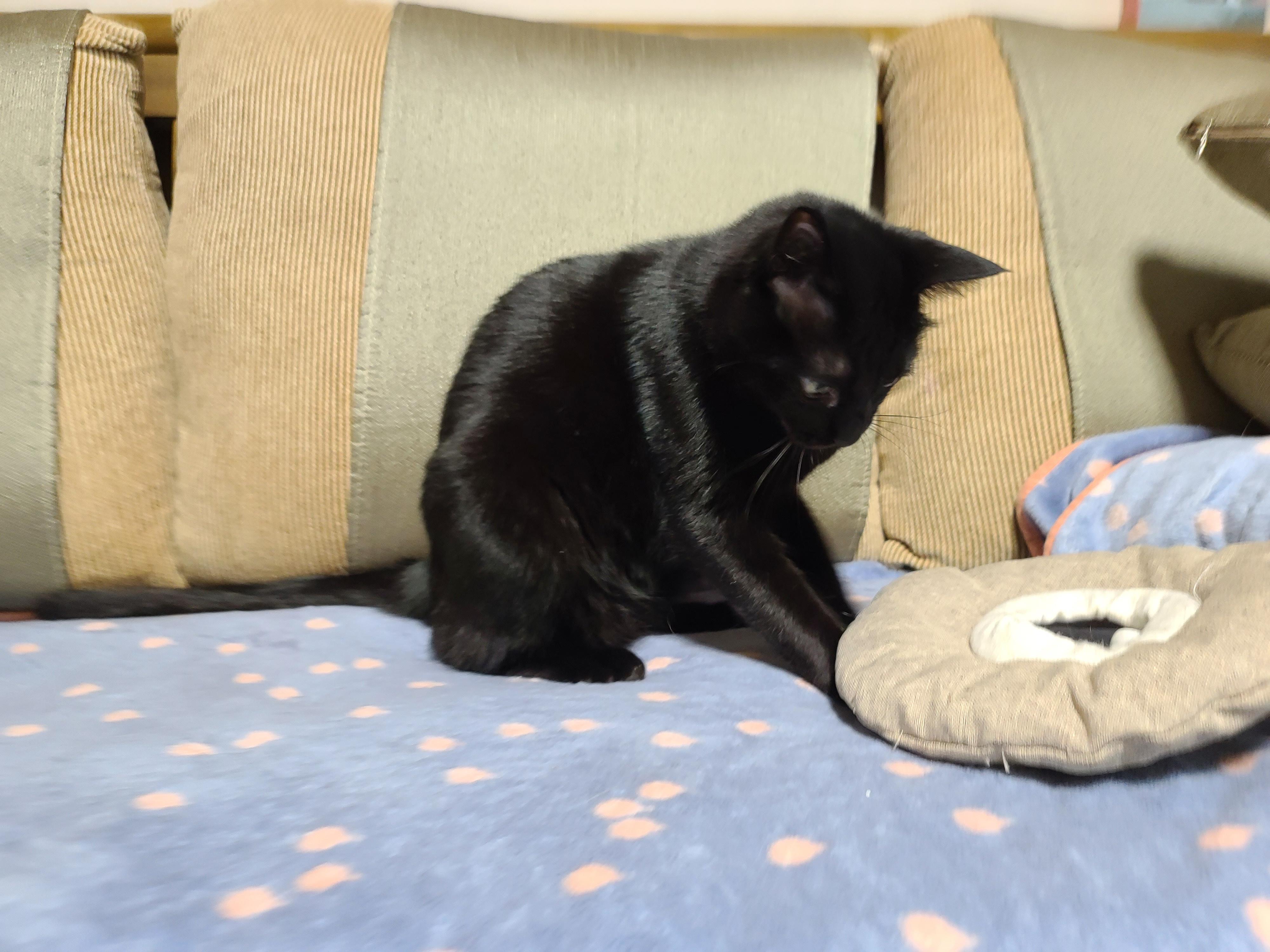 넥카라 혼자 벗어던지고 갖고노는 고양이 건이. (귀여운 영상 많음 주의)