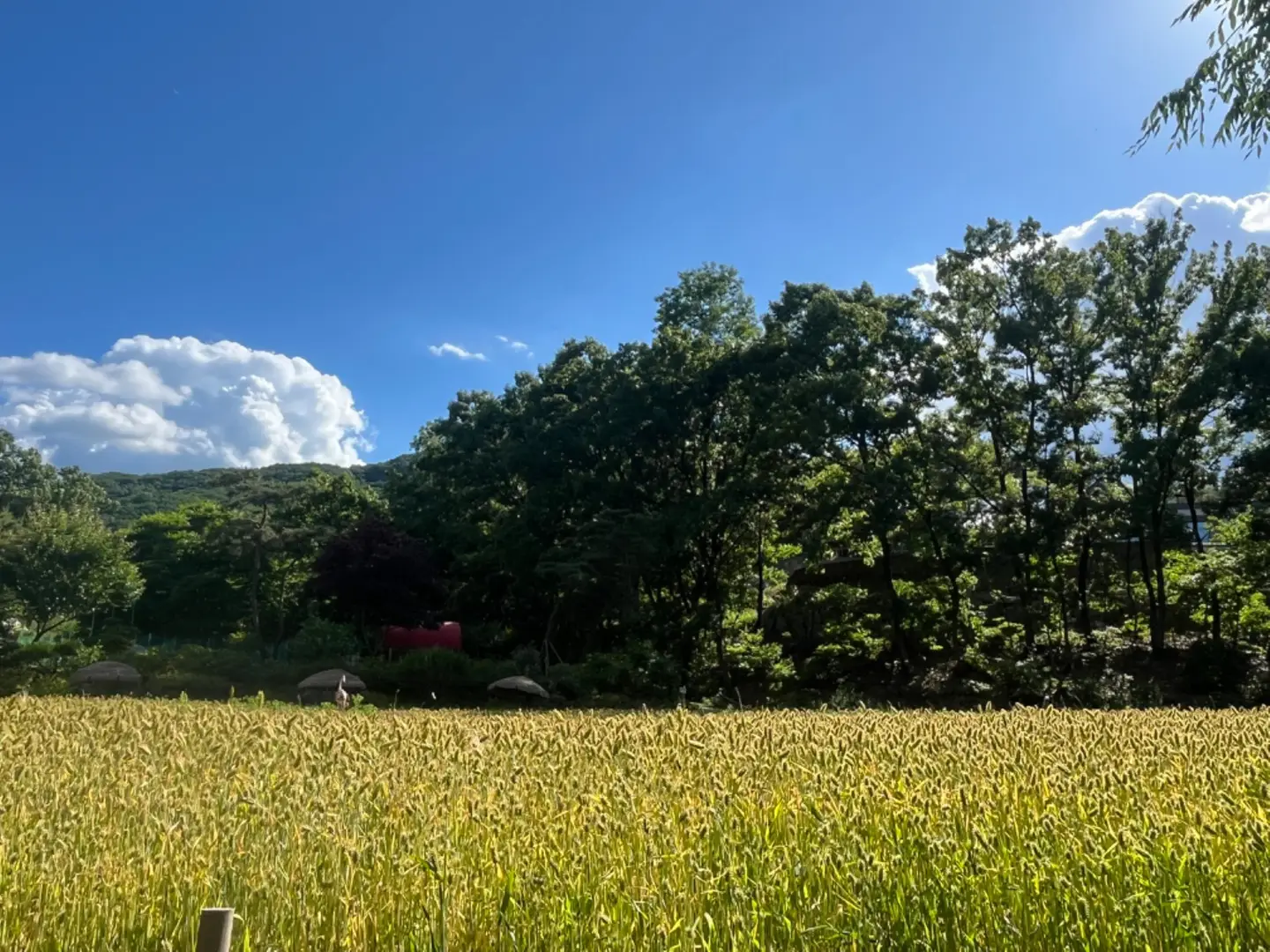 천안 피노카페2