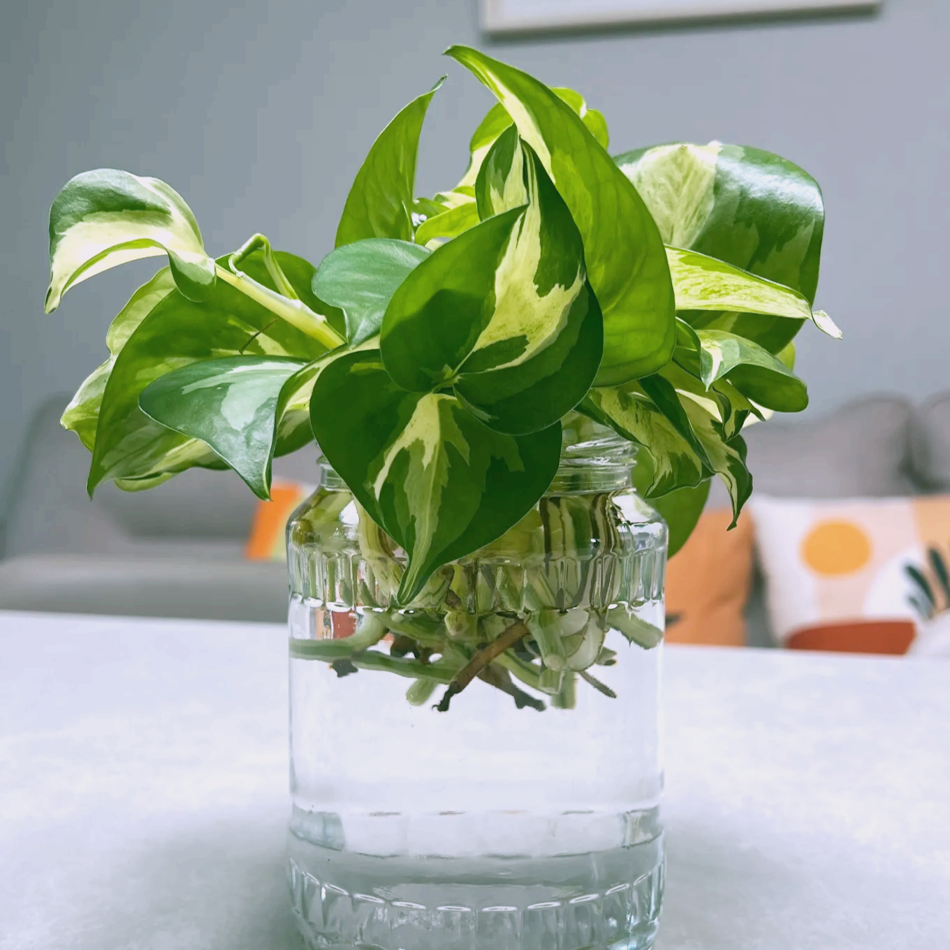 키우기 쉬운 식물