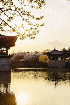 벚꽃 구경 준비! 2025년 벚꽃 개화시기와 국내 벚꽃 TOP 5 