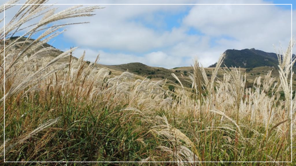 황매산국립공원 억새 이미지/ 출처: 황매산국립공원 홈페이지