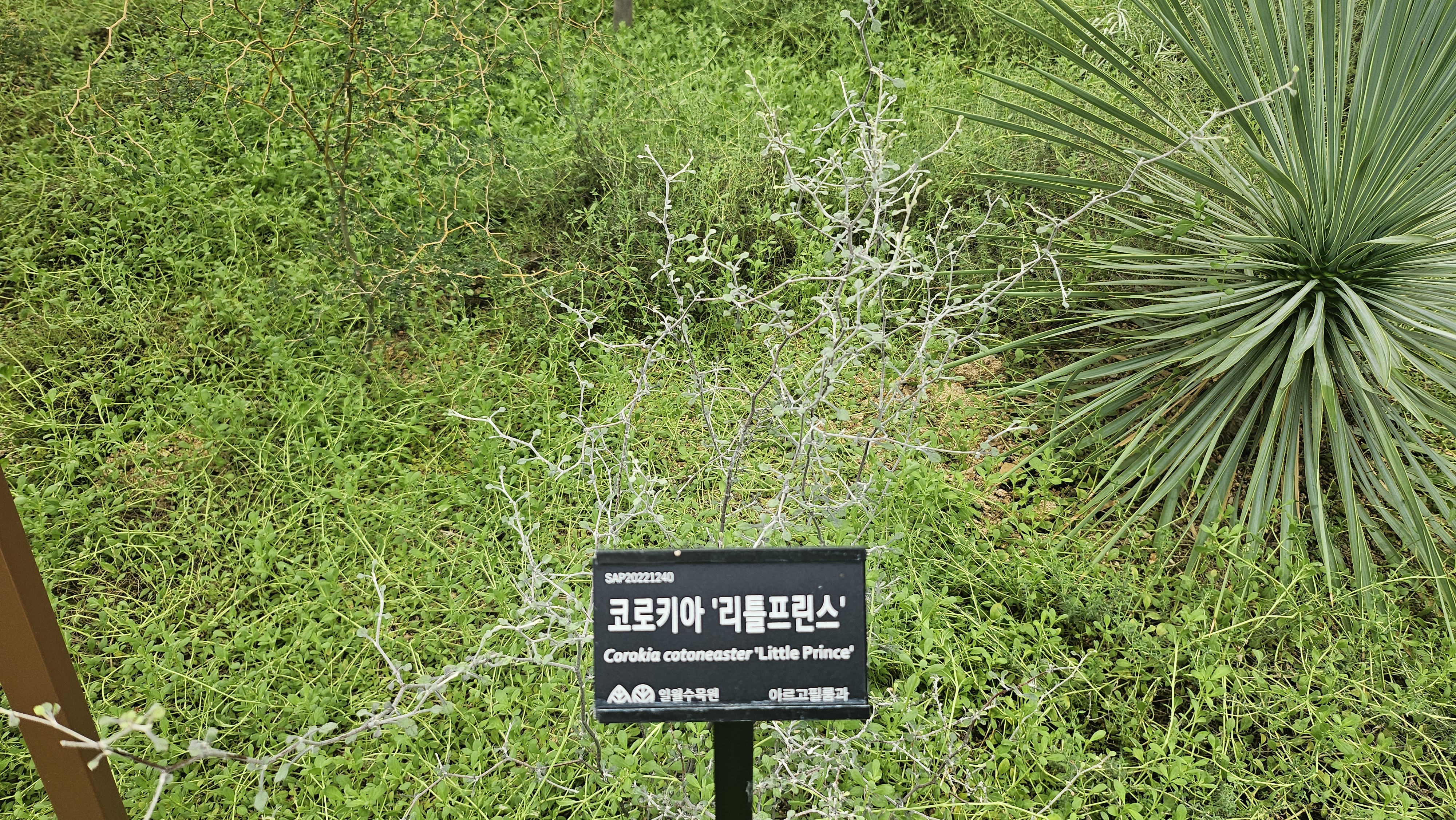 코로키아 리틀프린스
