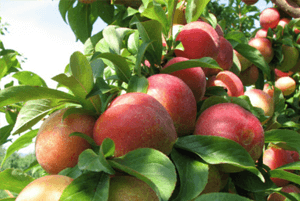 갱년기에좋은음식23