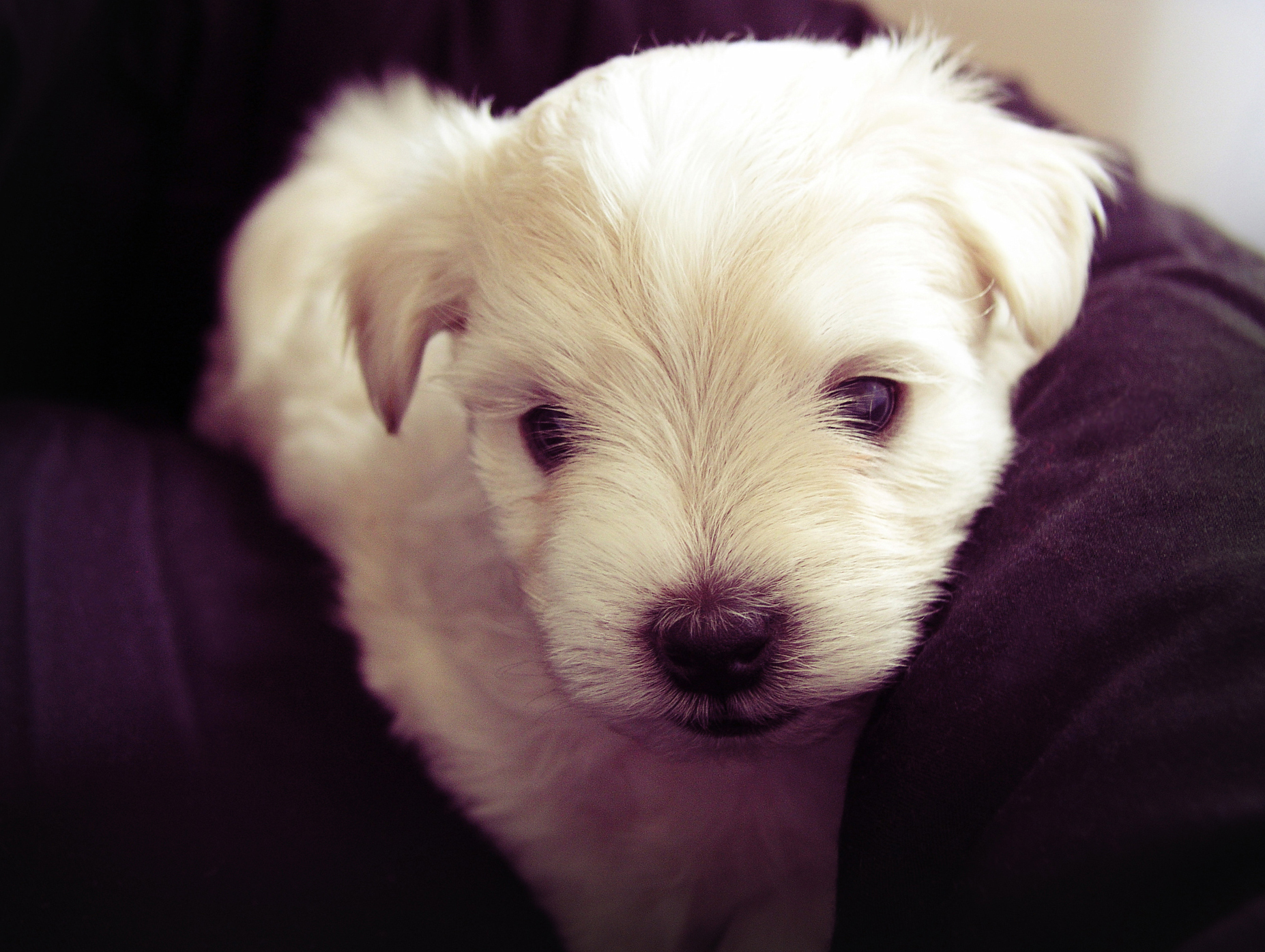 사회화 강아지 훈련 사진