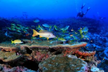 바다속 산호와 물고기 다이버