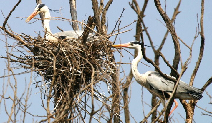 철원 두루미 탐조 방법 코스