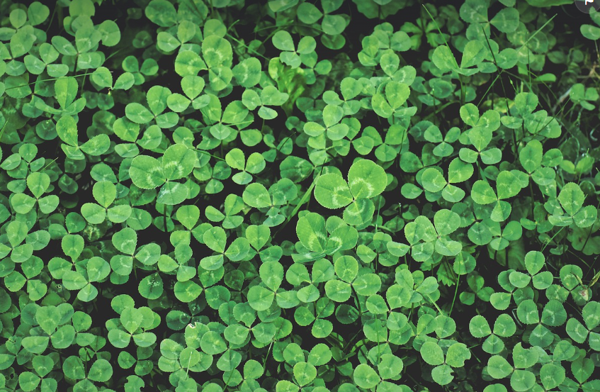 네잎클로바를 찾았습니다.