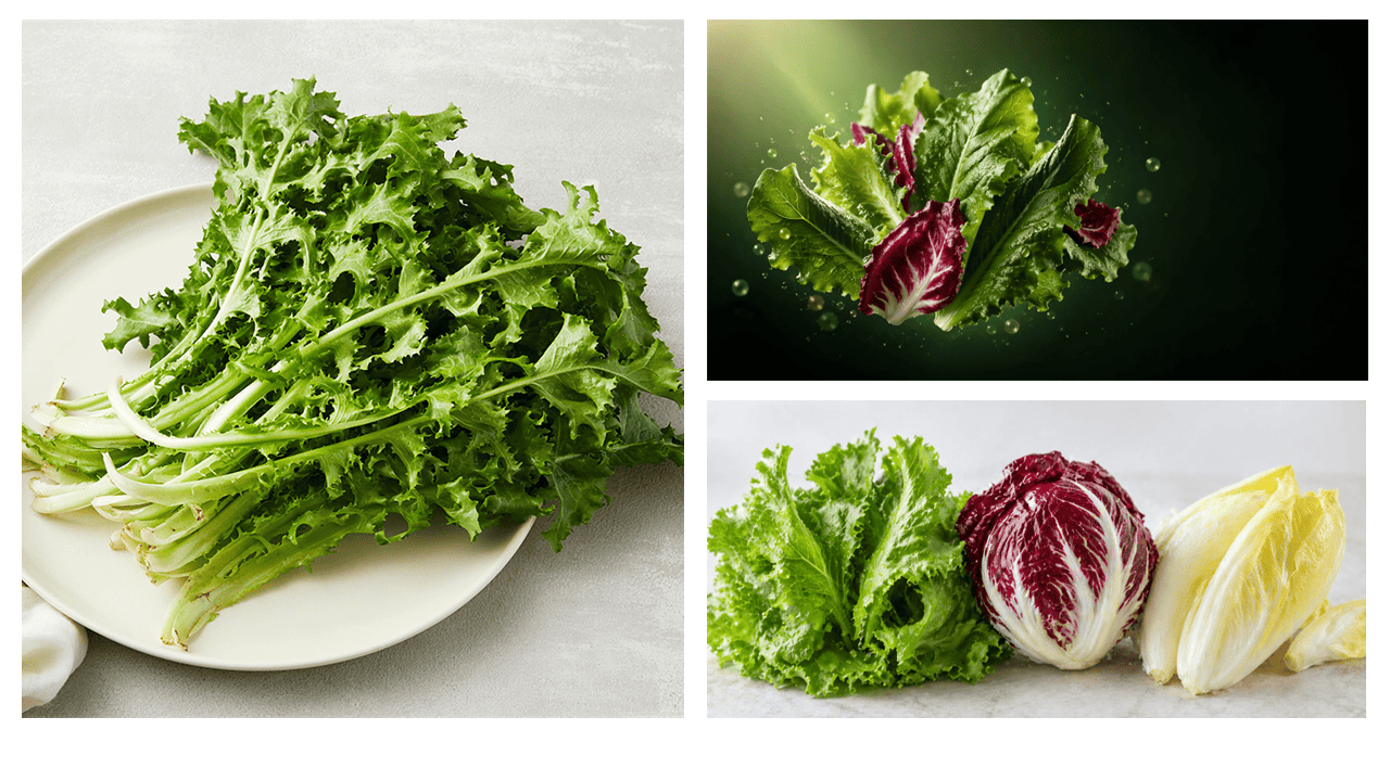 치커리 특징과 영양 비교