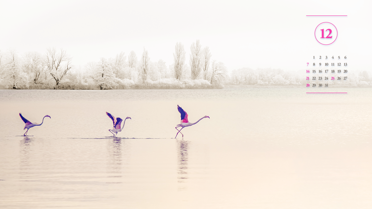 10 호수 위의 플라밍고 A - 2025년12월 노트북배경화면