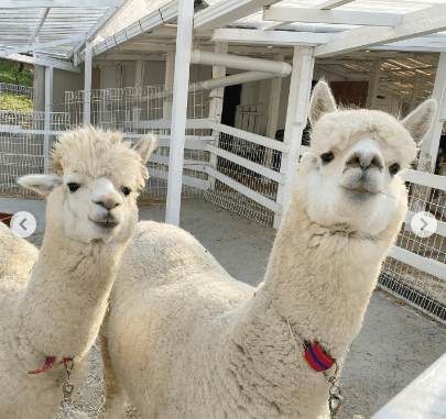 피나클랜드 튤립 수선화 봄꽃 축제 불꽃축제 산양 먹이주기