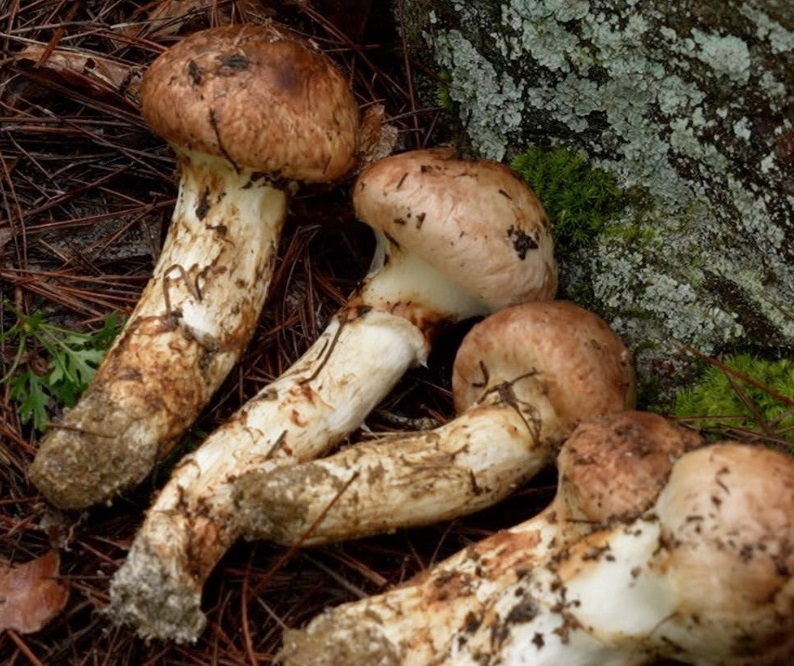 한국기행-토종꿀-김성진-가을송이