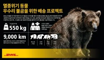 우수리 불곰 특징 성격 서식지_4