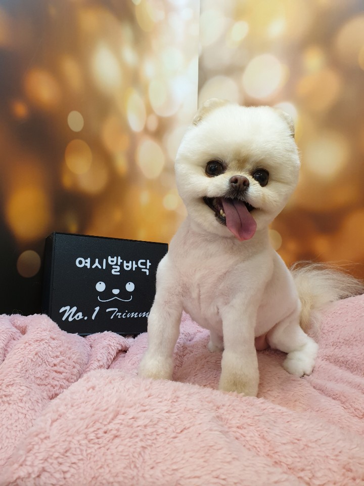 강아지 백내장 초기 증상과 확인법 : 예방법 3가지