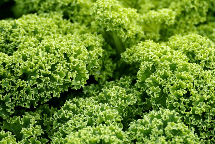 탈모에 좋은음식