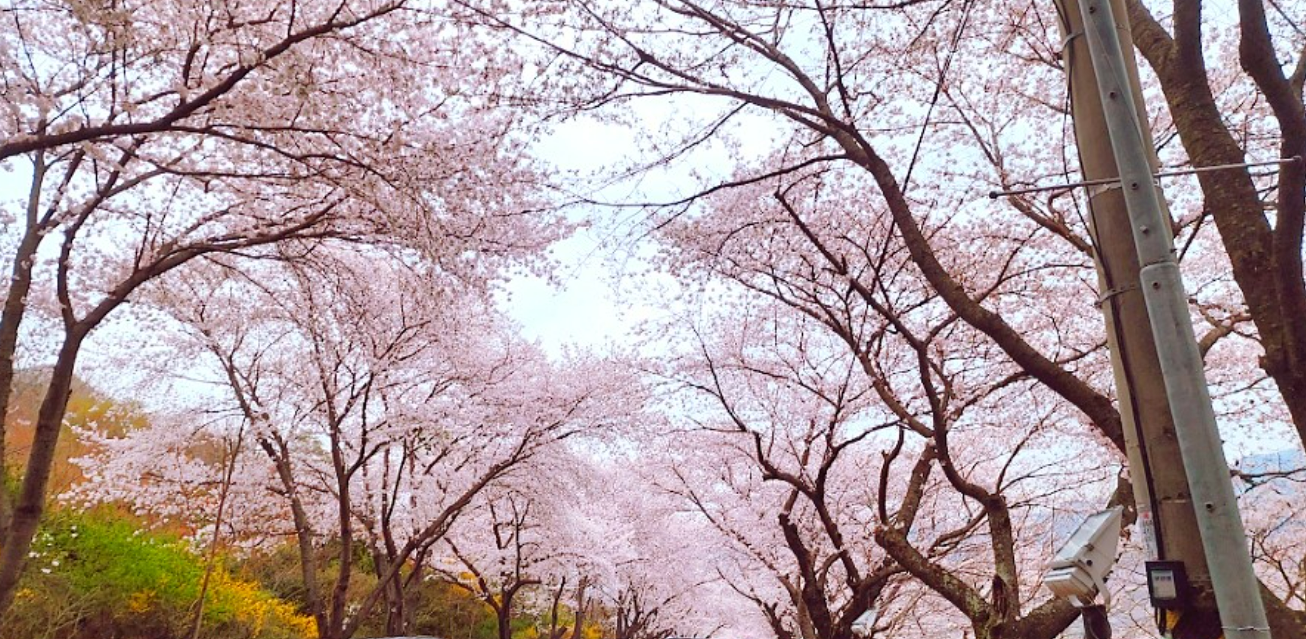 2026 벚나무류 벚꽃 개화시기 만개일 안내지도 