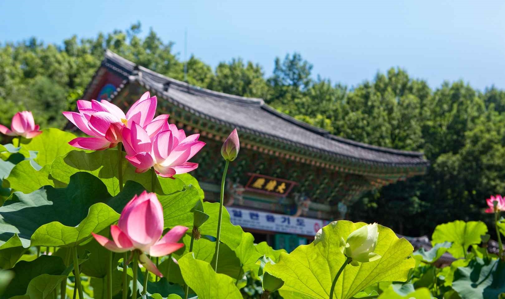 서울 봉원사 연꽃