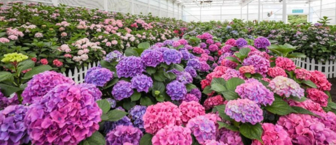 아이와 함께 가기 좋은 제주 수국축제