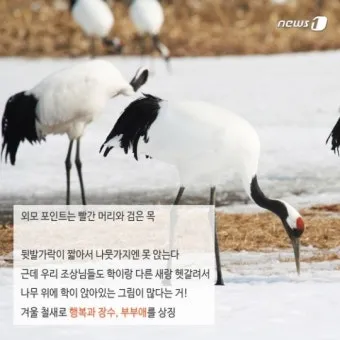 황새와 학 두루미 차이점과 생태적 특징 심층 비교_8