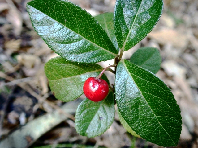 천냥금-잎-붉은색-열매-1개