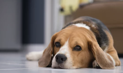아픈 강아지 사진/출처:어도비스톡