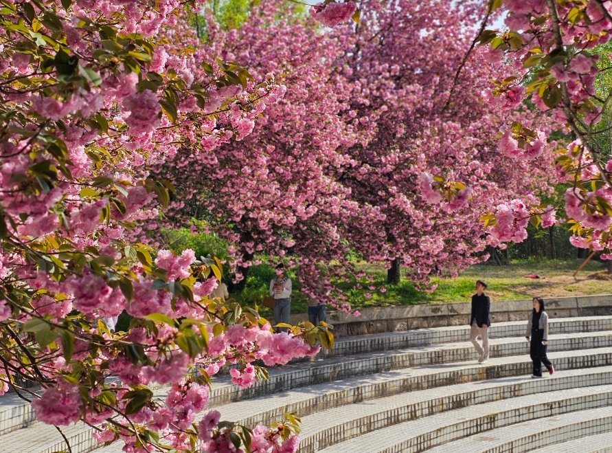 늘푸른전당 겹벚꽃