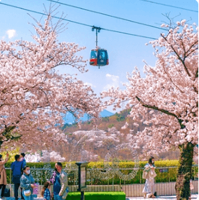 전국 지역별 벚꽃 명소 (2024년)