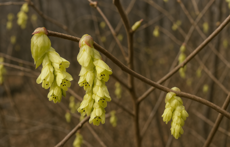 조경수 히어리 사진