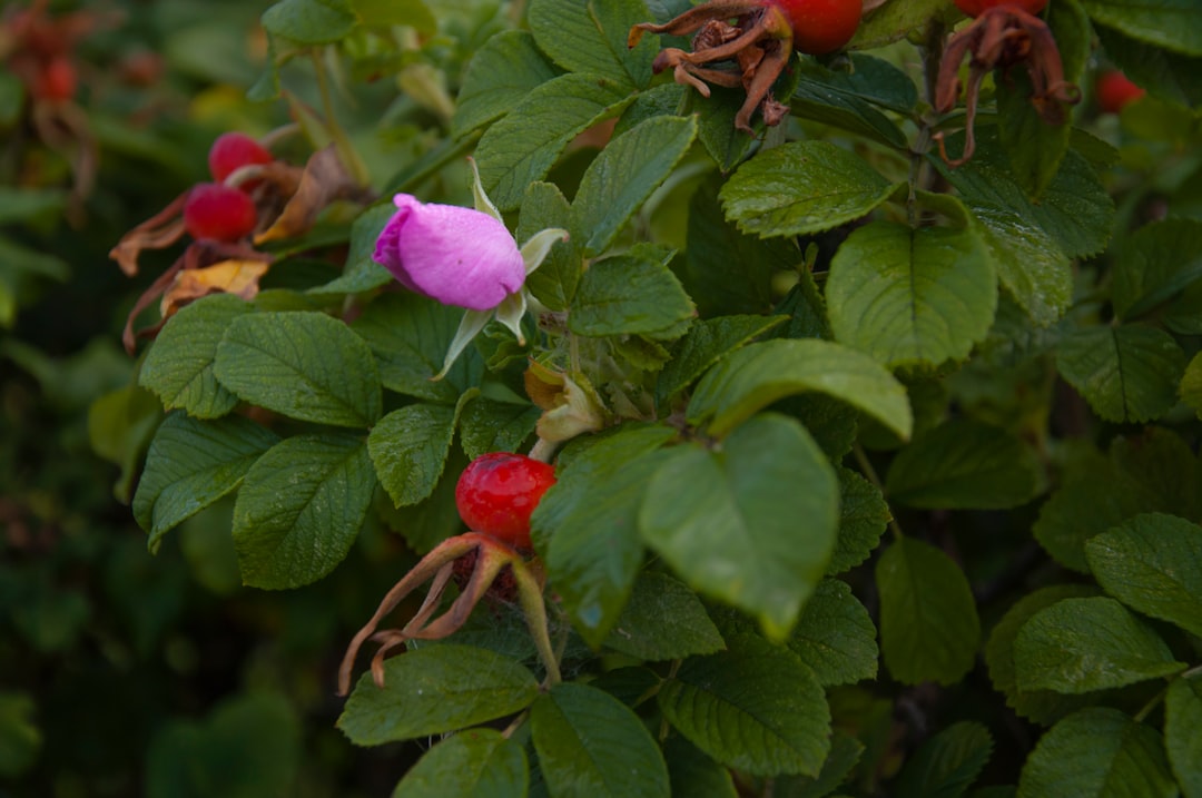 Rosehip