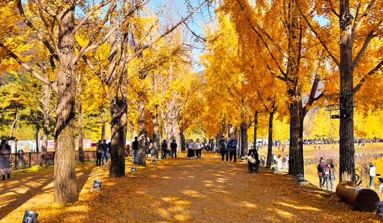 괴산 문광저수지 은행나무길