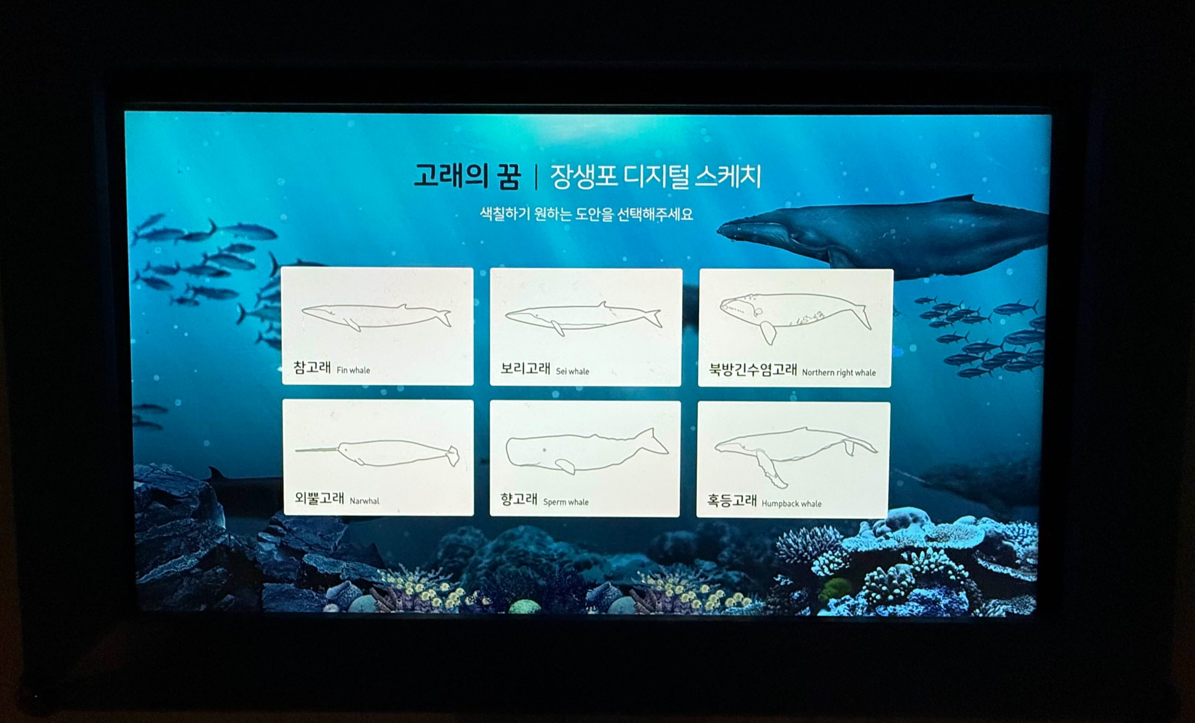고래의 꿈